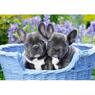 Puzzle Castorland-104246 Französische Bulldogge Welpen