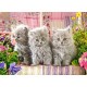Drei graue Kätzchen
