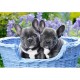 Französische Bulldogge Welpen