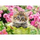 Kitten in Flower Garden