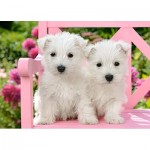 Puzzle   White Terrier Puppies