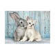 Cat and Bunny