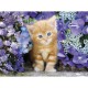 Katze Im Blumenmeer
