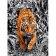 Platinium Collection - Tiger
