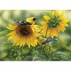 Rosemary Millette - Sunflowers and Goldfinches