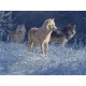 XXL Teile - Daniel Smith - White Gold Wolves