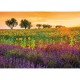 Feld Mit Sonnenblumen und Lavendel