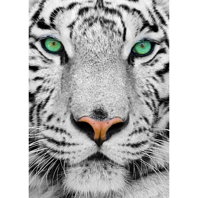 Puzzle Enjoy-Puzzle-1257 White Siberian Tiger