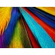 Colorful Feathers
