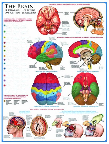Puzzle Eurographics-6000-0256 Das menschliche Gehirn