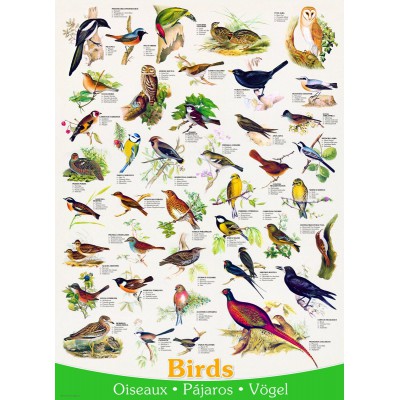 Puzzle Eurographics-6000-1259 Vögel (englischer Text)