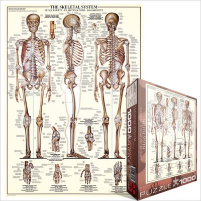 Puzzle Eurographics-6000-3970 Das Skelettsystem