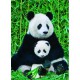 Panda-Familie