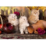 Puzzle   Magnetische Teile - Persian kittens