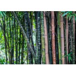Puzzle   Bamboo