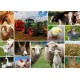 Collage - Bauernhoftiere