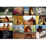 Puzzle   Collage - Pferde
