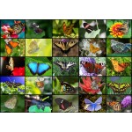 Puzzle   Collage - Schmetterlinge