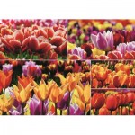 Puzzle   Holländische Tulpen