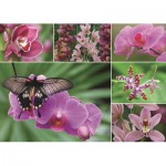 Puzzle   Orchideen