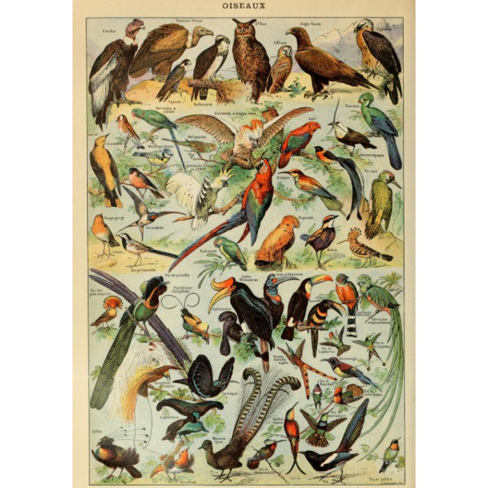 Grafika Illustration du Larousse pour Tous: Oiseaux, XIXè Siècle