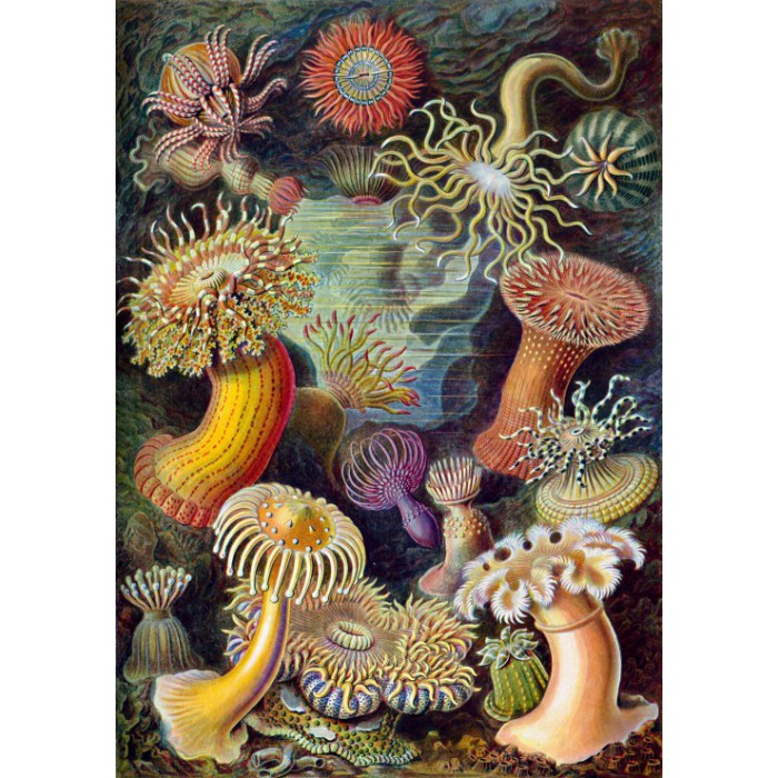 Grafika Ernst Haeckel: Anémones de Mer, 1904