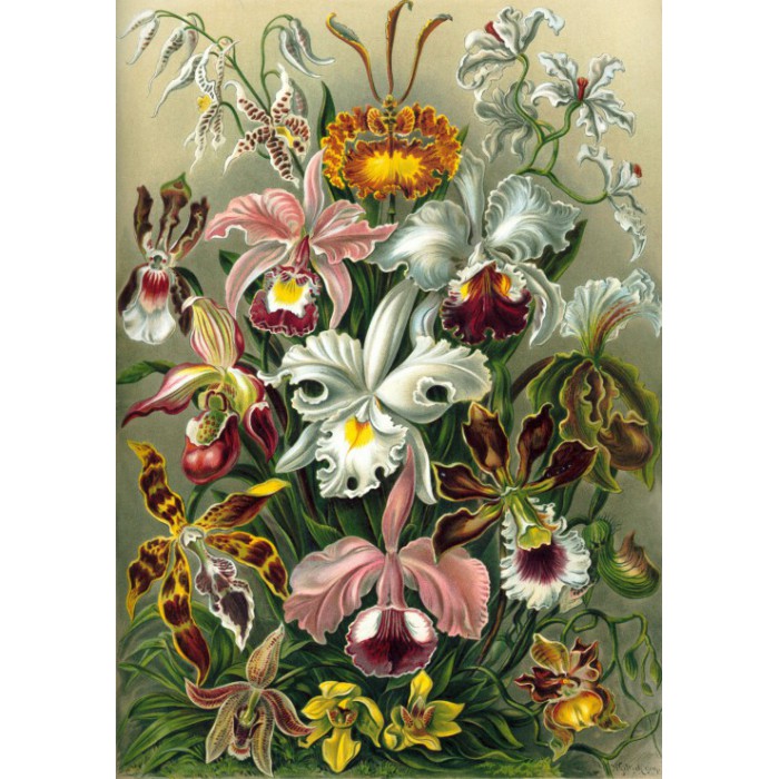 Grafika Ernst Haeckel: Kunstformen der Natur - Orchidae (1904)