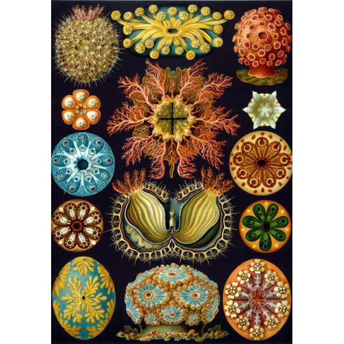 Grafika Ernst Haeckel: Les Ascidies, 1904
