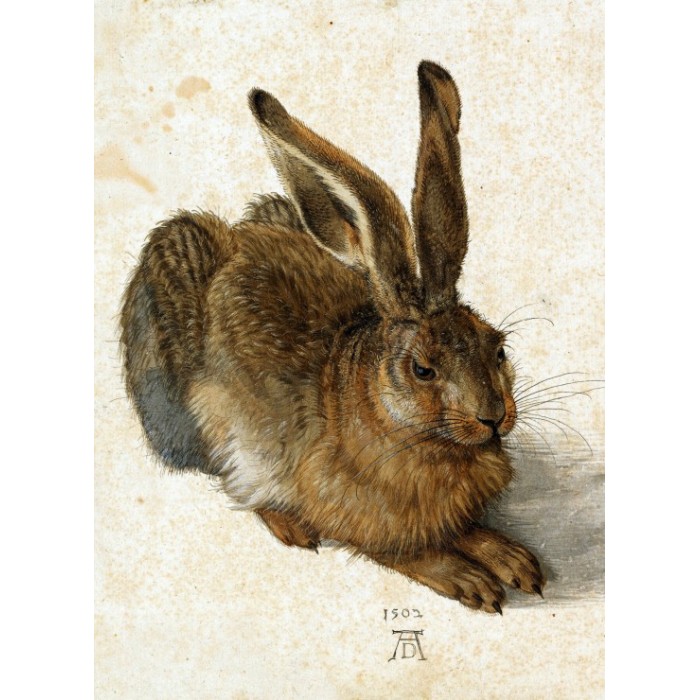 Grafika Albrecht Dürer - Der Hase, 1502