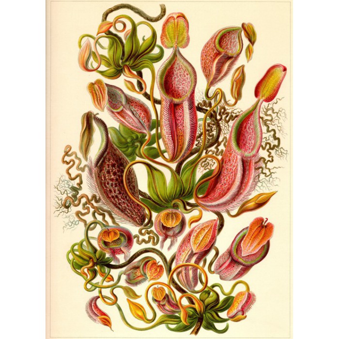 Grafika Kids Ernst Haeckel: Kunstformen der Natur - Nepenthaceae (1904)