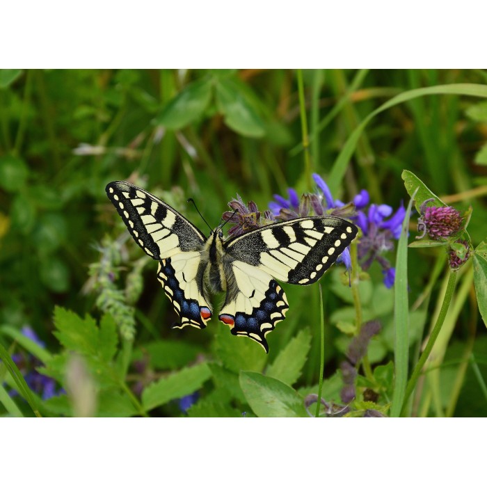 Grafika Kids Schmetterling