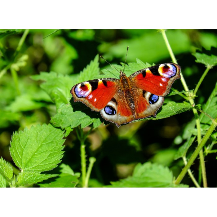Grafika Kids Schmetterling