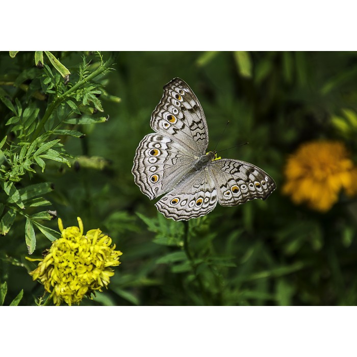Grafika Kids Magnetische Teile - Schmetterling