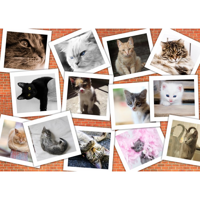 Grafika Kids Magnetische Teile - Katzen
