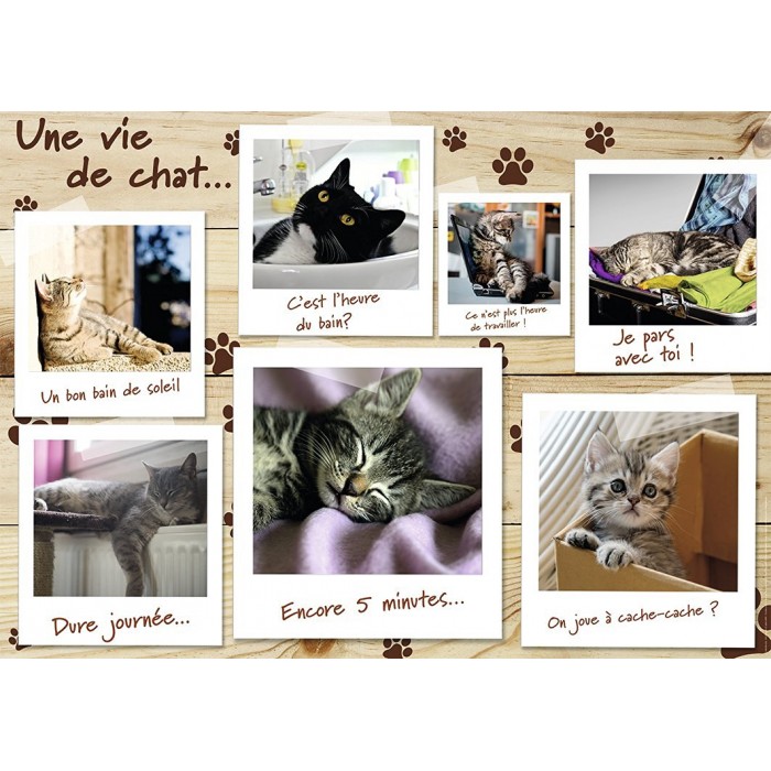 Nathan Une Vie de Chat