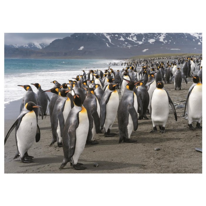 Dino Penguins