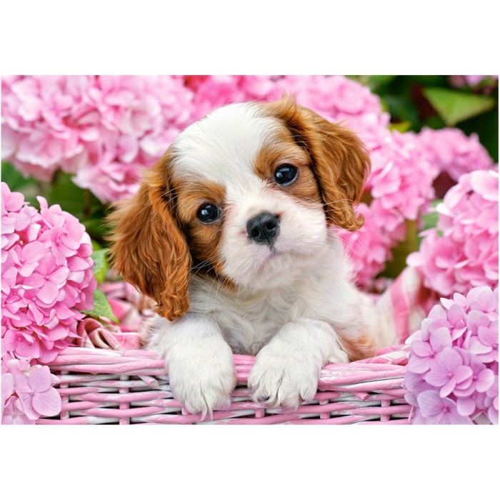 Castorland Welpe zwischen pinken Blumen