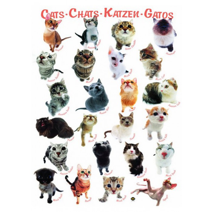 Eurographics Klassische Katzenrassen