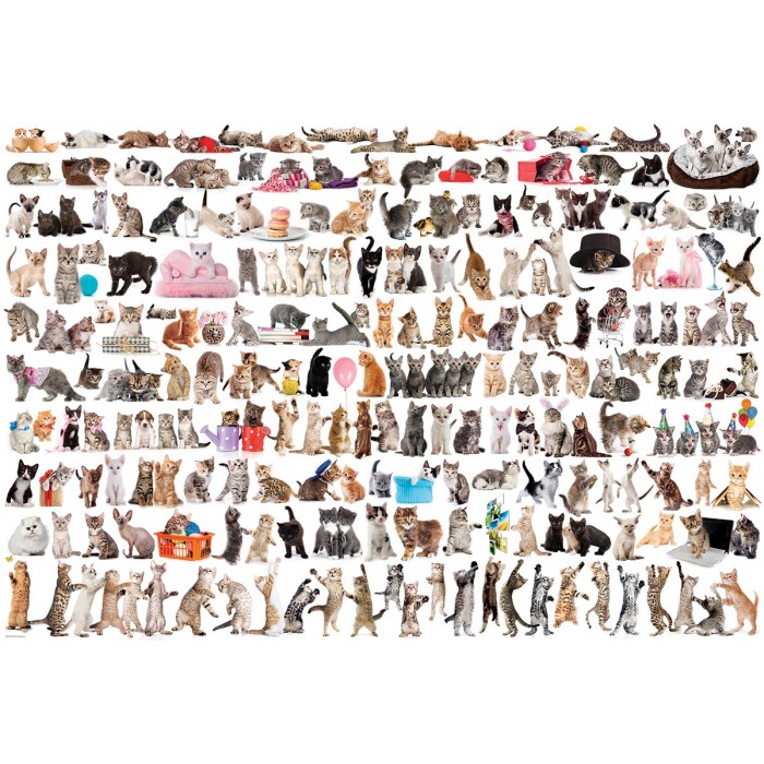 Eurographics Katze