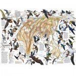 Puzzle   Eastern Bird Migration