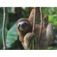 XXL Teile - Three Toed Sloth