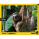 XXL Teile - Three Toed Sloth