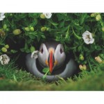 Puzzle  New-York-Puzzle-NG1991 Puffin Chick