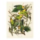 Audubon - Les Perruches