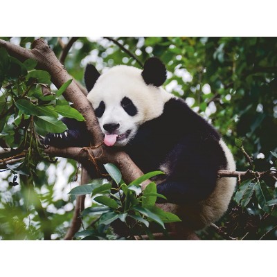 Puzzle Ravensburger-00351 Panda