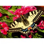  Ravensburger-01335 Schmetterling - Highlight Puzzle - Bunte Tiere