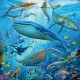 3 Puzzles - Tierwelt des Ozeans