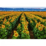 Puzzle   Feld von Sonnenblumen