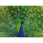   Peacock - Highlight Puzzle - Bunte Tiere