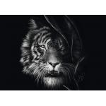 Puzzle   Wilderness - Tiger: Im Zeichen der Freiheit